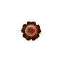 FBS740-3 BROWN.webp