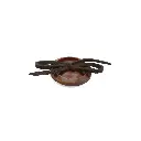 SG-4-7 BROWN.webp