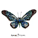 8206 African Butterfly Diamonds Antique CGreen Silver.webp
