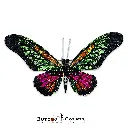 8206 African Butterfly Diamonds Multi.webp