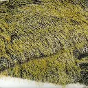 FUR4909-1 BLACK YELLOW.webp