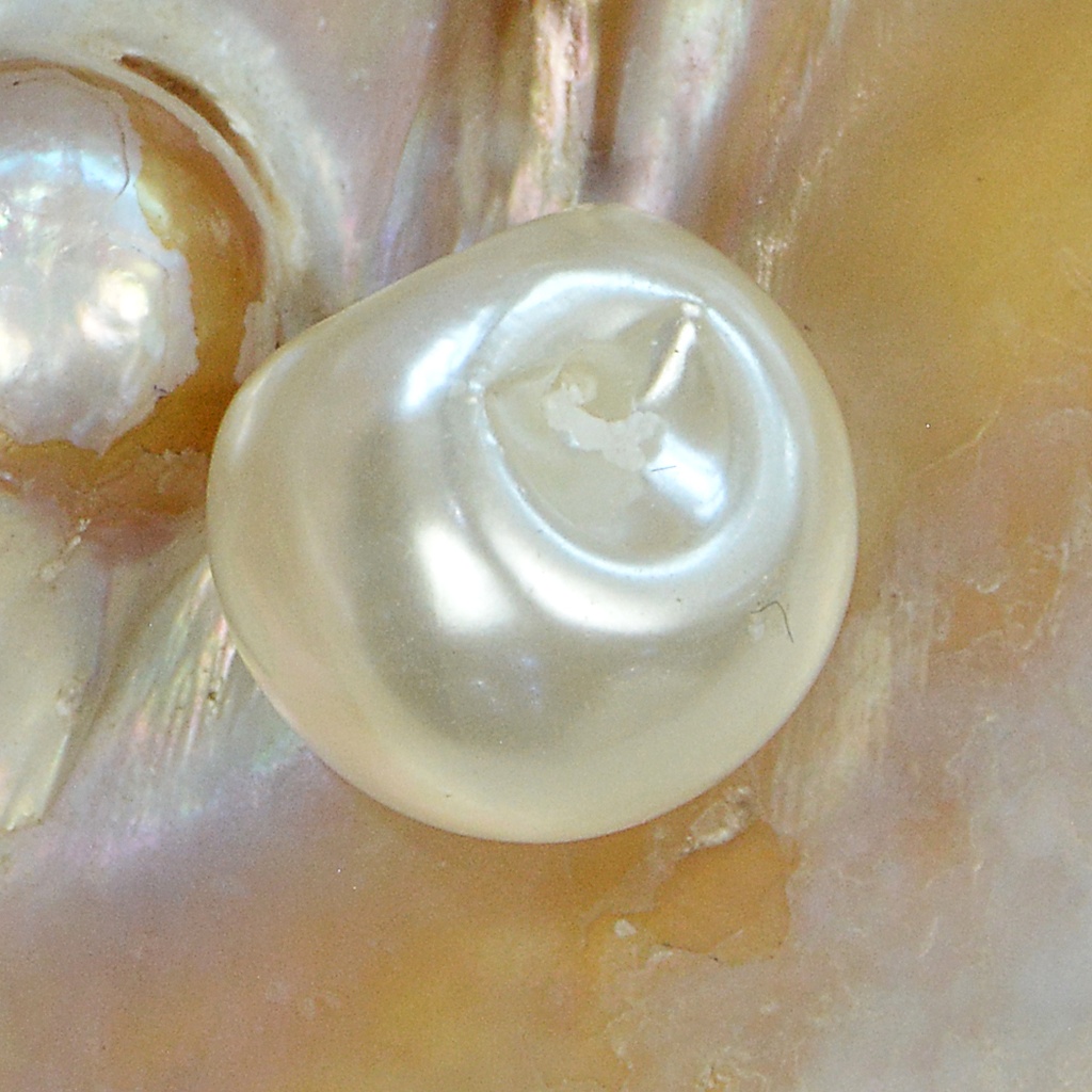 ABS Imitation Rounded Surface Tunnel Shank Pearl Button