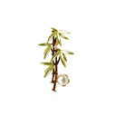Bamboo Plant Theme Pearl Brooch
